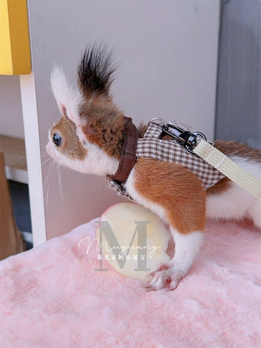 Белка, Тимон, Сурикат, Сурикат, Куница, Декоративная грудь и спина, Тяговая веревка вперед-назад, Юбка на грудь и спину для пары, Бесплатная доставка