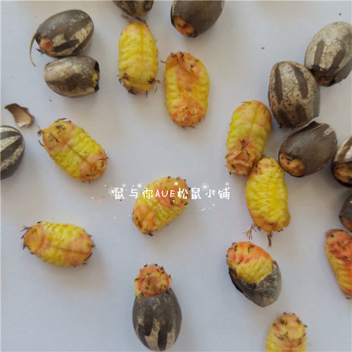 松鼠飞鼠蜜袋鼯刺猬花枝鼠增肥长胖高蛋白坦克虫互动利器零食增肥 - 图1