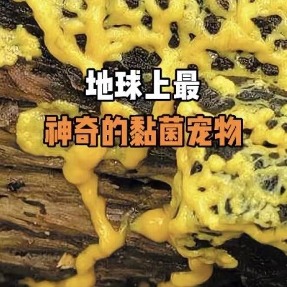 黏菌宠物菌种菌核培养粘菌迷宫曳尾菌学生家养好养史莱姆小宠物活 - 图1