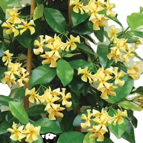 正品托斯卡纳纯黄色花卉绿植四季常青耐寒北方种植室内外爬藤植物 - 图0