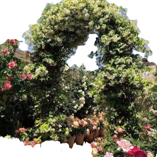 正品托斯卡纳纯黄色花卉绿植四季常青耐寒北方种植室内外爬藤植物 - 图3