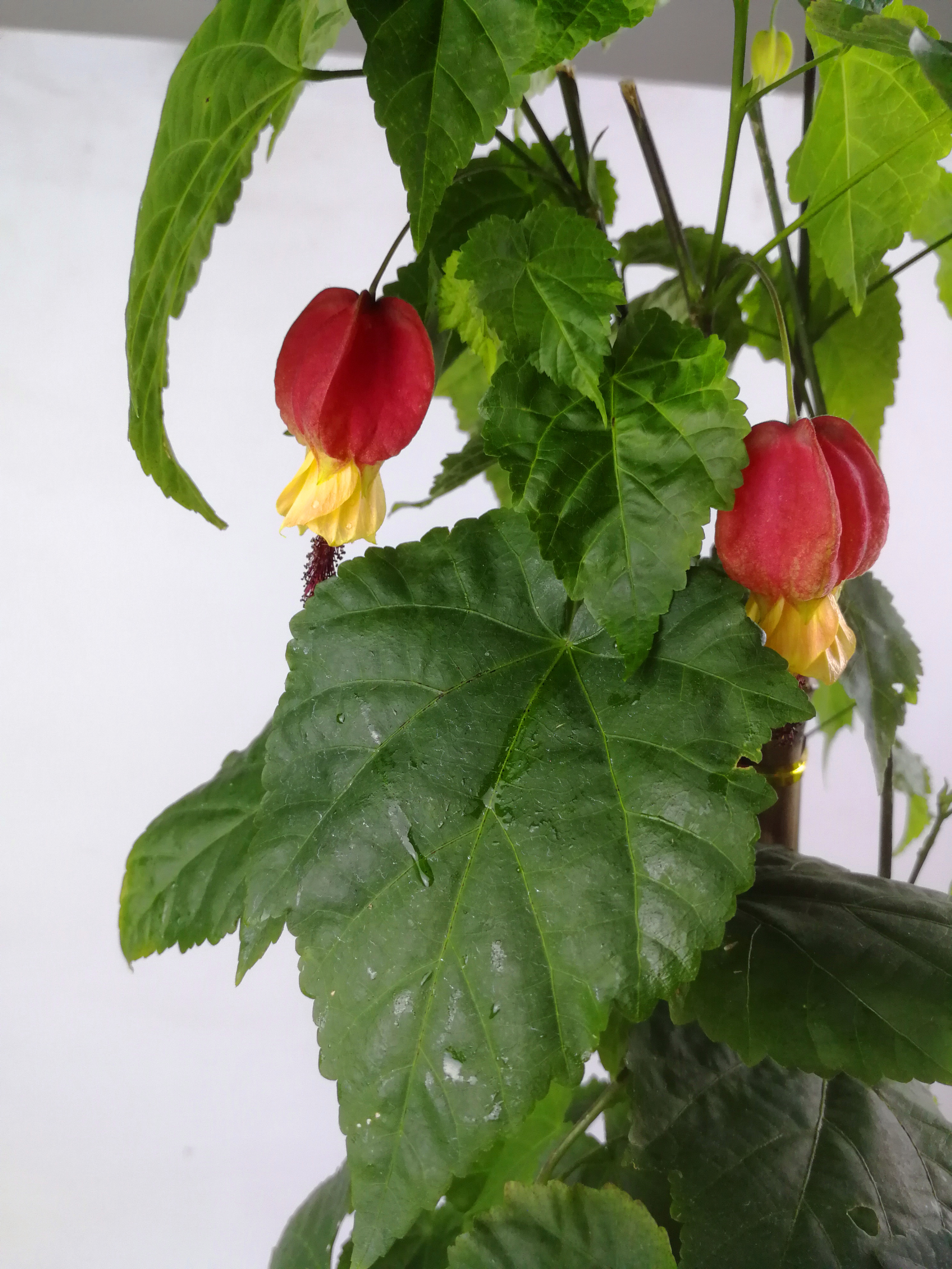 灯笼花藤本爬藤植物盆栽蔓性风铃花室内外庭院观花 灯笼花藤本爬藤植物盆栽蔓性风铃花室内外庭院观花
