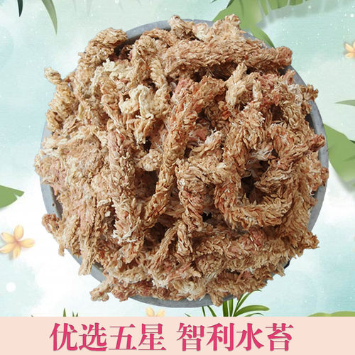 智利力进口毛毛虫水苔7星干水苔藓蝴蝶兰兰花土食虫植物乌龟冬眠 - 图2
