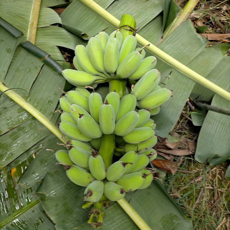 广西正宗苹果蕉当季水果粉蕉蛋蕉奶蕉新鲜芭蕉孕妇水果宝宝辅食-图0