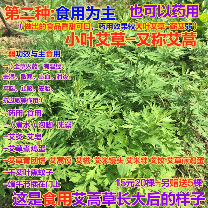 野生蕲艾草苗艾蒿苗盆栽食用青团艾叶种植苗泡脚驱蚊艾苗艾草根苗-图1