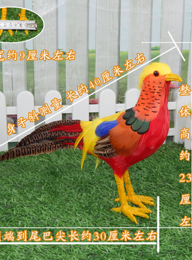 真羽毛动物摆件仿真红腹锦鸡模型