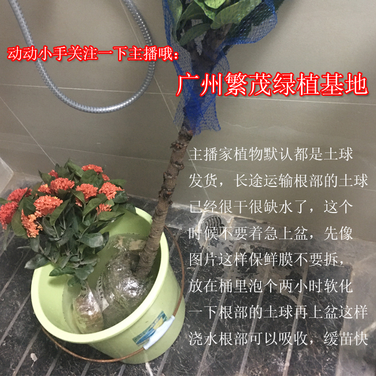 绿植直播间 关注：广州繁茂绿植基地 主播每天不定时免费送超优惠 - 图2