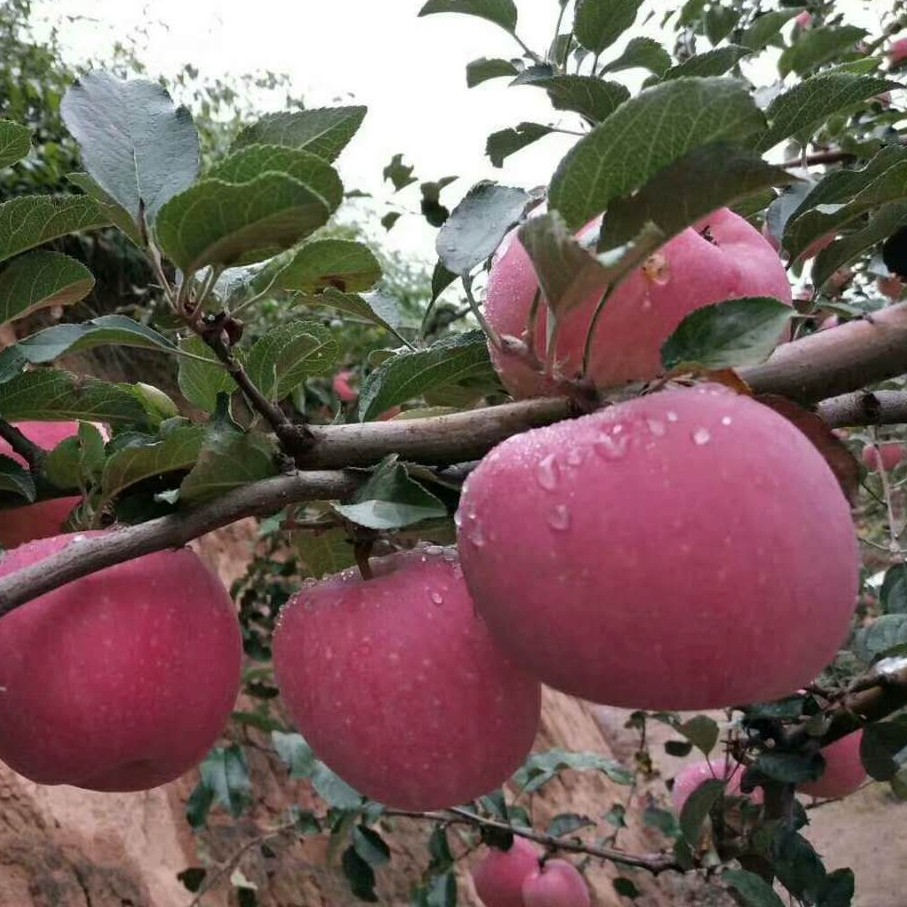 顺丰四川盐源丑苹果当季新鲜红富士孕妇水果现货凉山糖心脆甜大果,淘宝优惠券,粉丝福利购,淘宝优惠卷