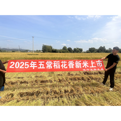 2025年新米香米五常原粮稻花香2号大米农民自产特级粳米10斤真空 - 图2