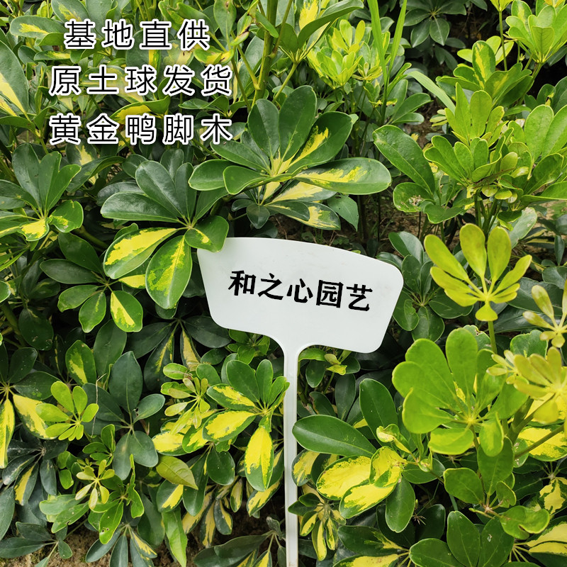 黄金鸭脚木八方来财黄金叶招财树花叶鸭脚木绿植盆栽七叶莲吸甲醛,淘宝优惠券,粉丝福利购,淘宝优惠卷