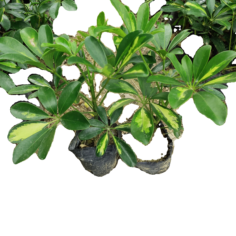 黄金鸭脚木八方来财黄金叶招财树花叶鸭脚木绿植盆栽七叶莲吸甲醛,淘宝优惠券,粉丝福利购,淘宝优惠卷