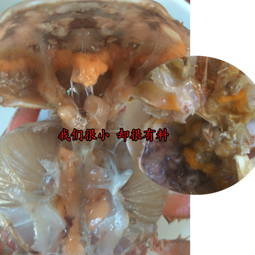 花盖蟹鲜活小款花盖蟹石闸蟹新鲜海鲜水产石头蟹三斤包邮 - 图1