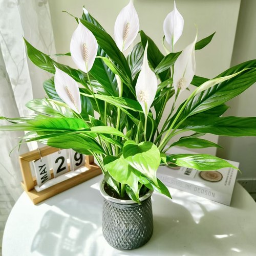 白掌一帆风顺盆栽水培植物办公室内绿植红掌四季开花好养带花苞 - 图1