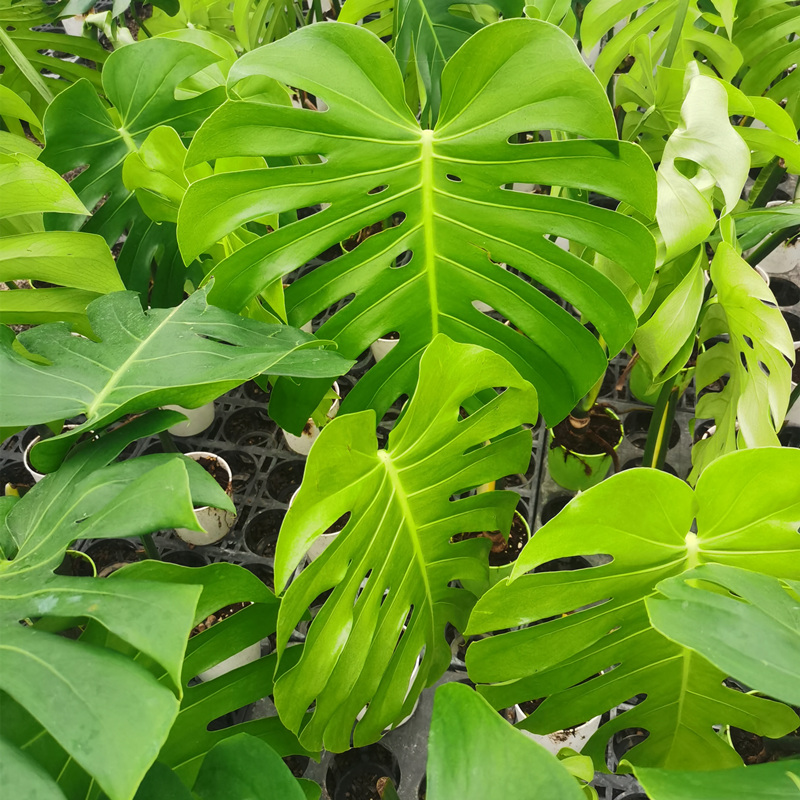 龟背竹观叶植物室内客厅办公室大盆栽绿植盆景净化空气吸甲醛老桩