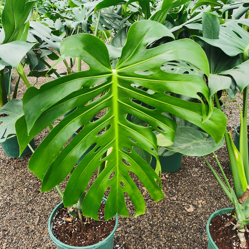 龟背竹观叶植物室内客厅办公室大盆栽绿植盆景净化空气吸甲醛老桩