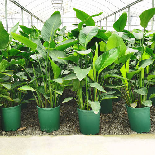 天堂鸟盆栽客厅室内好养大型花卉绿植办公室轻奢绿色植物鹤望兰 - 图1
