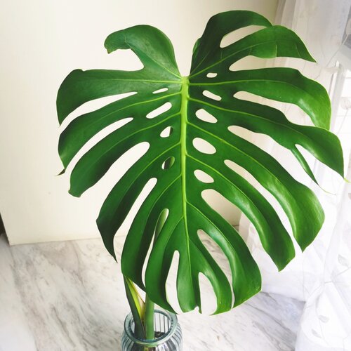 水培植物龟背竹盆栽老桩四季常青大叶室内观叶桌面绿植 - 图2