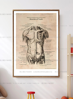 人体骨胳肌肉解剖分解海报挂画医院诊所教学墙壁画健身房装饰画