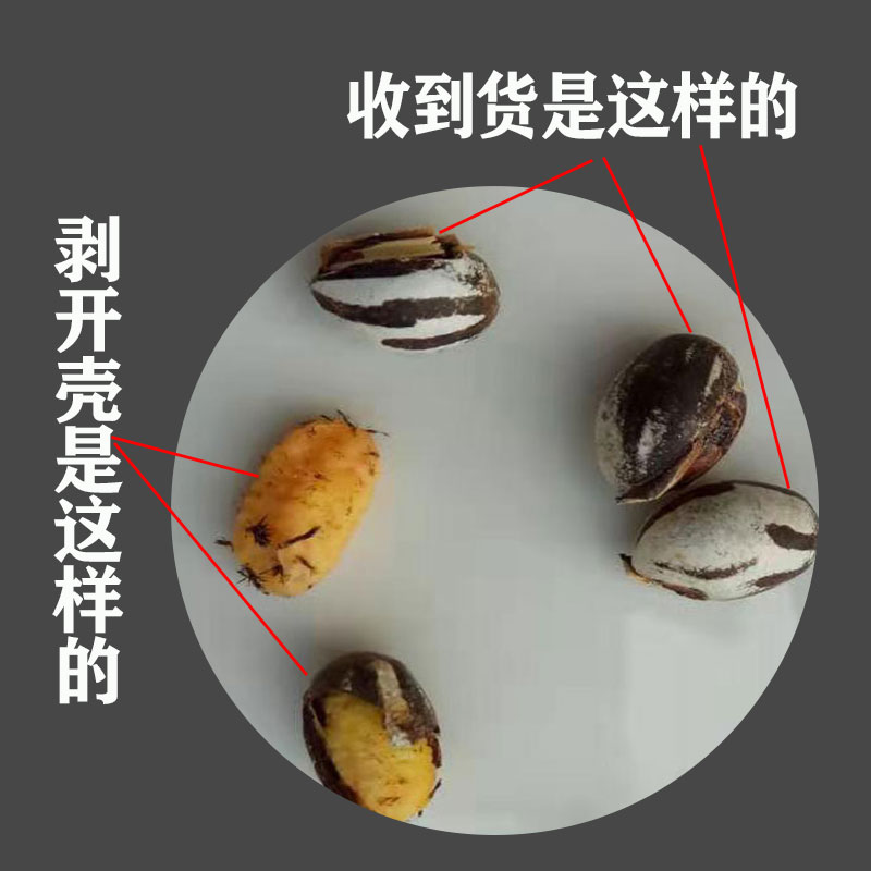 杨拉罐洋辣子罐蛋活包邮幼虫高蛋白粮食鱼饵鸟食仓鼠零食坦克虫-图1