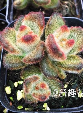 多肉供应熊童子老桩迷你多肉盆植栽组合兔耳巧克力泰迪熊群白熊物