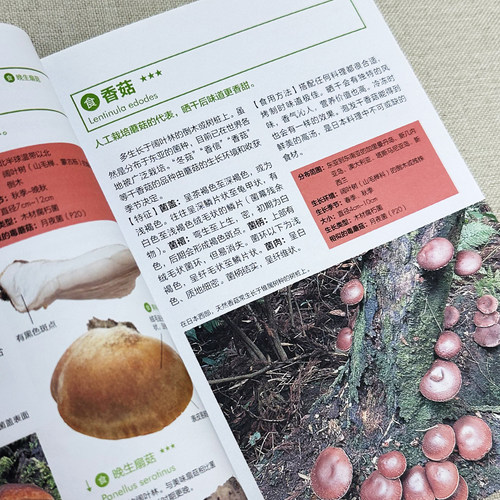 实用野生蘑菇鉴别宝典大作晃一吹春俊光野生蘑菇使用图鉴蘑菇种类大全食用蘑菇菌菇松茸菌类野生菌类识别方法常见毒蘑菇辨别方法书 - 图3