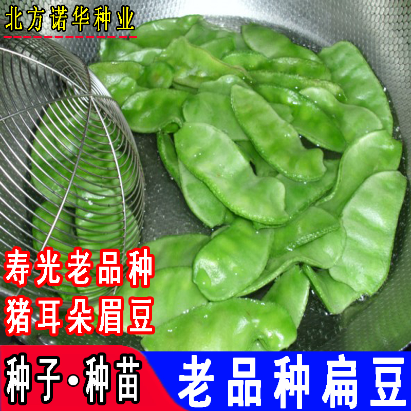 寿光猪耳朵眉豆扁豆种子种籽豆角菜豆芸豆四季豆豇豆蔬菜种籽农家 - 图1