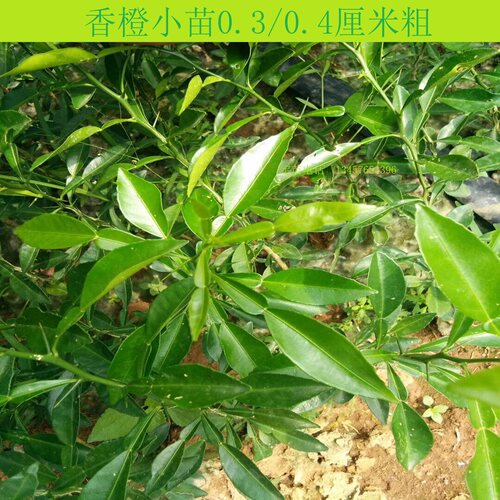 正宗资阳小叶软枝香橙苗香橙砧木苗香橙苗香橙实生苗小叶香橙大苗 - 图1