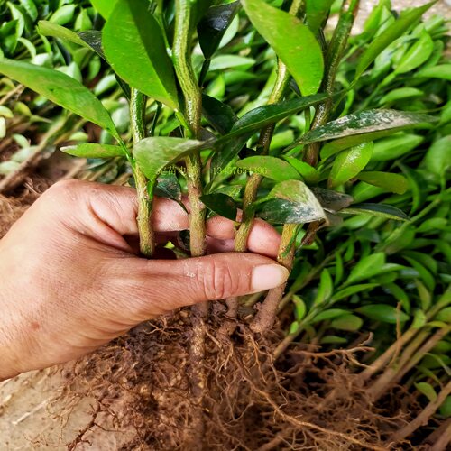 四川红橘苗红桔砧木苗红橘靠接苗红橘籽红橘实生苗健康苗木 - 图0