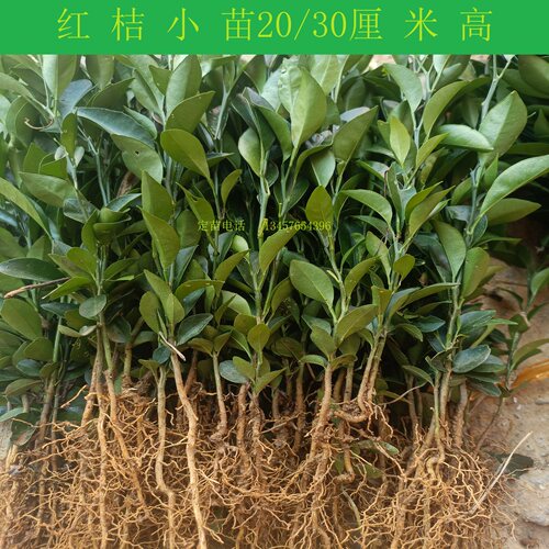 四川红橘苗红桔砧木苗红橘靠接苗红橘籽红橘实生苗健康苗木 - 图2
