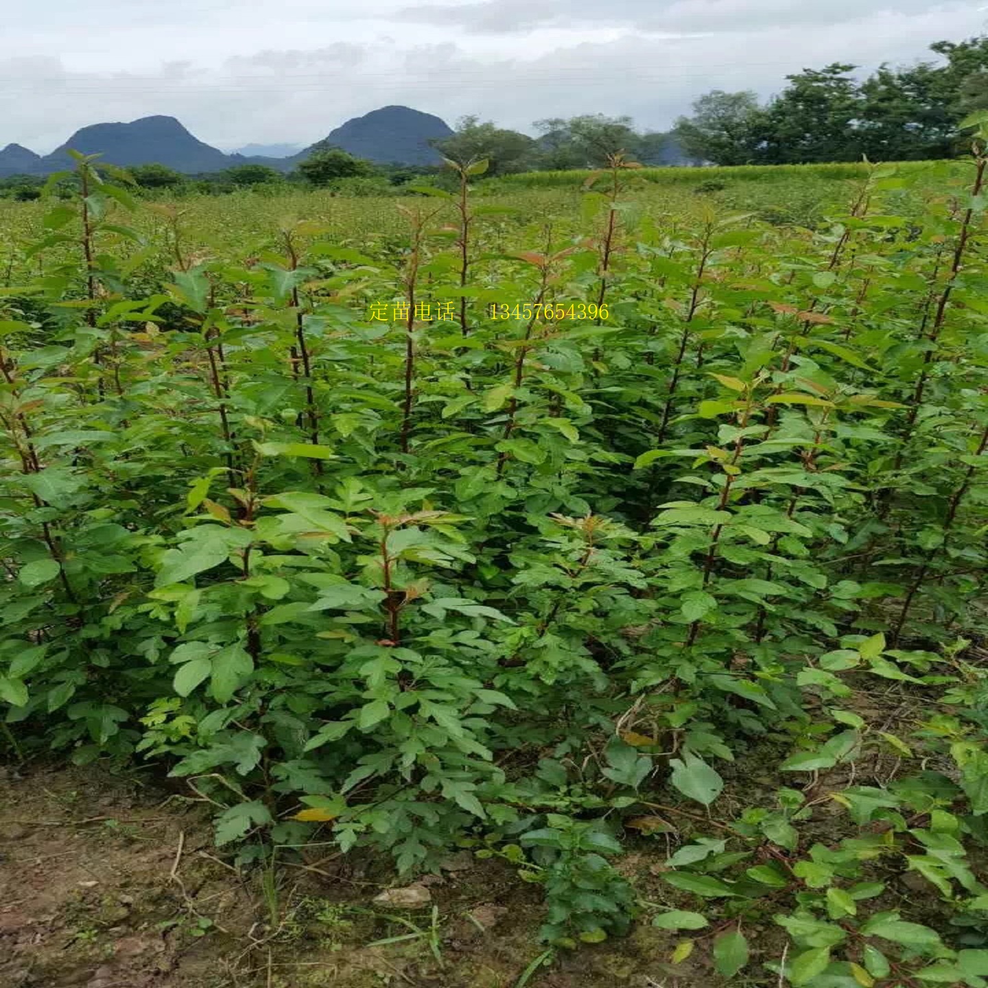 鸟梨苗棠梨苗鸟梨芽苗实生苗直生苗嫁接桂花金秋梨砧木苗杜梨小苗 - 图3