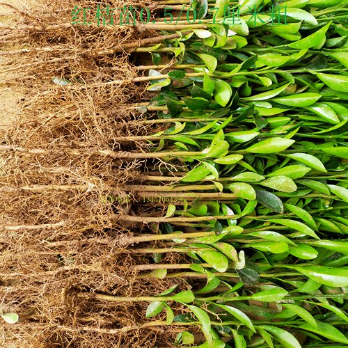 四川红橘苗红桔砧木苗红橘靠接苗红橘籽红橘实生苗健康苗木 - 图1