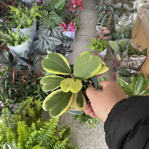心叶球兰锦客厅桌面绿植室内爬藤植物心形叶子办公桌面常青好养活 - 图1