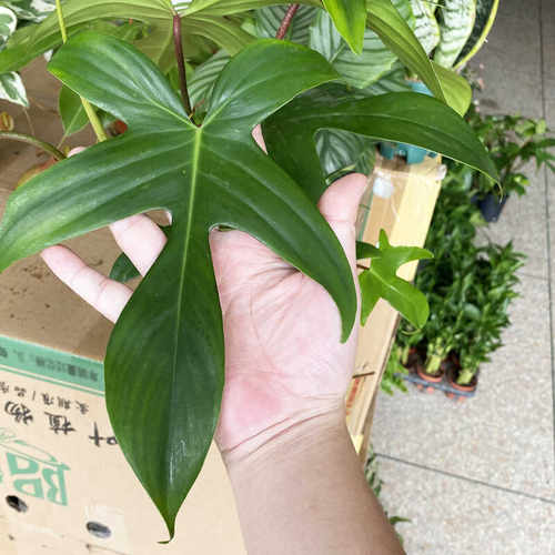 飞机蔓绿绒客厅大叶绿植室内小盆栽苗桌面爬藤类长藤垂吊观叶植物 - 图0