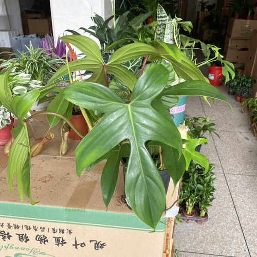 飞机蔓绿绒客厅大叶绿植室内小盆栽苗桌面爬藤类长藤垂吊观叶植物 - 图1