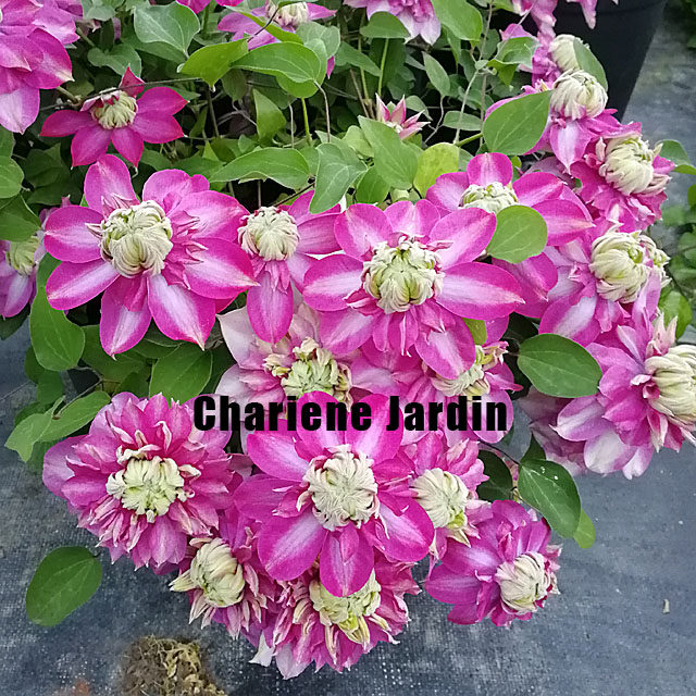 夏琳花园 1~1.5年裸根苗铁线莲二类早花组庭院阳台爬藤攀援花卉,淘宝优惠券,粉丝福利购,淘宝优惠卷