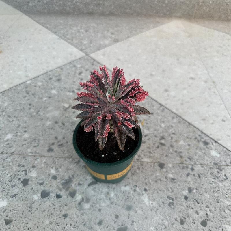 宽叶羽叶窄叶棒叶不死鸟锦防辐射落地生根多肉蕾丝公主耐旱盆栽,淘宝优惠券,粉丝福利购,淘宝优惠卷