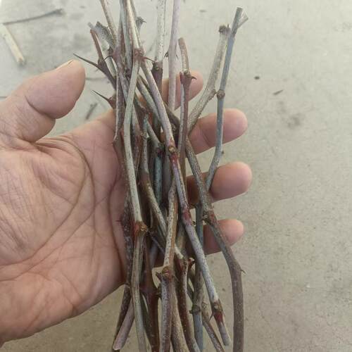 嫁接接穗23代沾化大荔冬枣葫芦枣蟠龙须枣马牙枣树冰糖枣子树枝条 - 图2