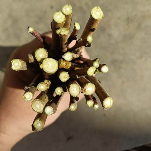 新品种瑞玉碧玉徐香红心红肉黄心猕猴桃嫁接枝条猕猴桃嫁接芽码子 - 图2