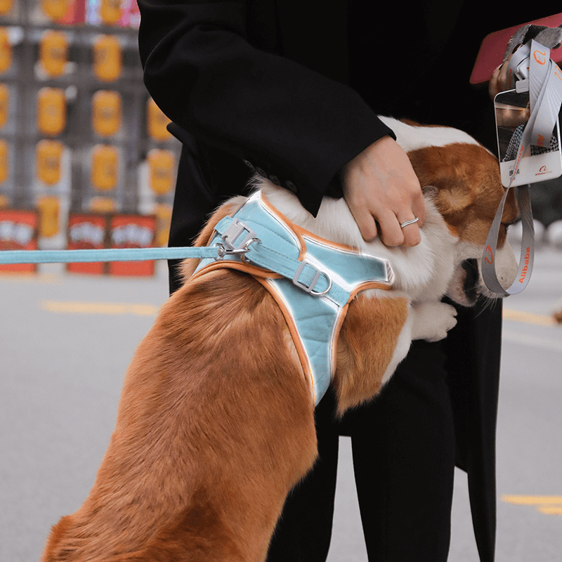 宠物狗狗牵引绳背心式遛狗胸背带牵狗绳子狗链中型犬防挣脱咬柯基 - 图2