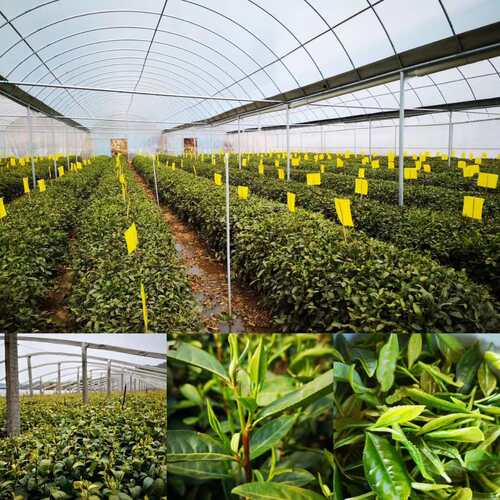 粘虫板黄板诱虫板蓝板双面沾白粉虱蚜虫针蜂贴果蝇诱捕器果园大棚 - 图1