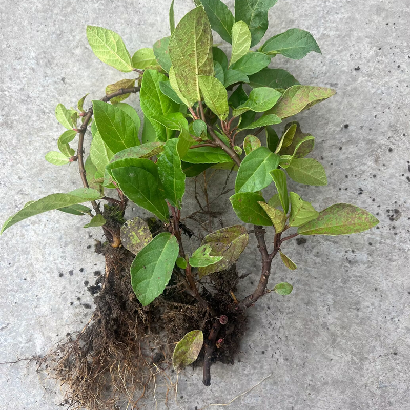 云贵川野地瓜藤苗地石榴藤苗地果儿时味道四川地枇杷根盆栽香地瓜,淘宝优惠券,粉丝福利购,淘宝优惠卷