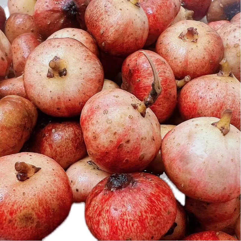 云贵川野地瓜藤苗地石榴藤苗地果儿时味道四川地枇杷根盆栽香地瓜,淘宝优惠券,粉丝福利购,淘宝优惠卷