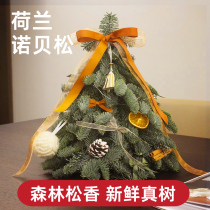 Imported fresh Nobespine Christmas Tree True Tree Small Home Desktop Pendulum Christmas Presents 2023 New Decoration