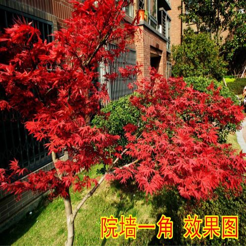 红枫树苗红舞姬中国红日本红美国红枫庭院别墅风景树四季盆栽地栽 - 图2