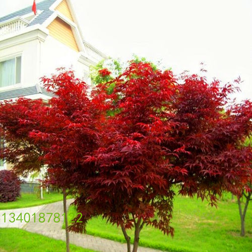 红枫树苗红舞姬中国红日本红美国红枫庭院别墅风景树四季盆栽地栽 - 图0