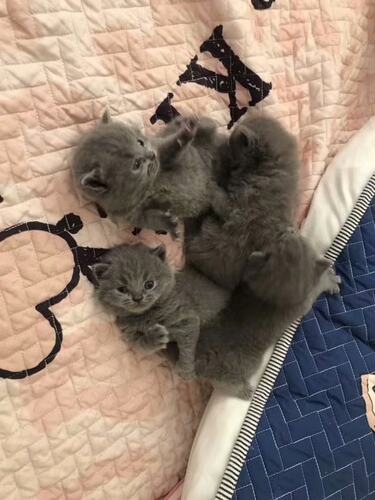 一窝全蓝色宠物猫预定及出售 纯正血统健康大包子脸蓝猫 成都本地 - 图0