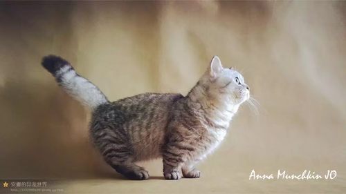 全色虎斑曼基康小短腿猫 纯种大脸家养矮子猫 大爪爪大脑袋宠物猫 - 图2