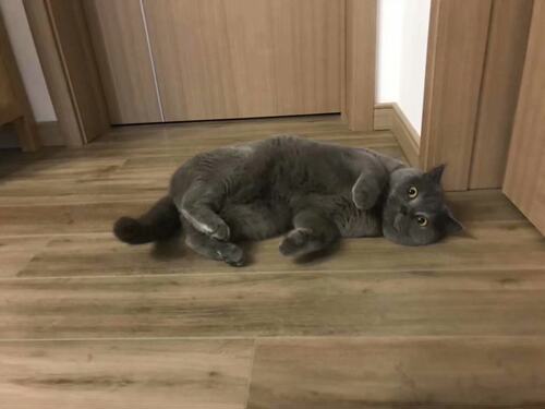 CFA双血统大个子蓝猫活体猫 英国短毛猫大脑袋地毯毛 全国可买运 - 图1