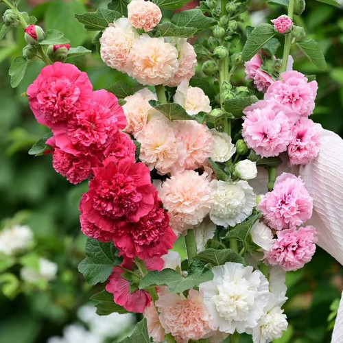 进口重瓣蜀葵 桃子与梦 阳台庭院室外花境线性植物好养花期长耐寒 - 图3