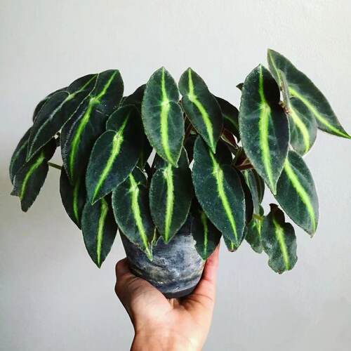 粉旗鱼秋海棠鳟鱼海威进口 ins风网红绿植盆栽室内阳欧式植物花卉 - 图3